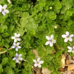 Lobelia pedunculata (Matted Pratia) at Sth Tablelands Ecosystem Park - 27 Dec 2017 by galah681