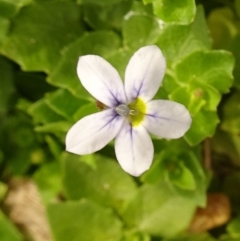 Lobelia pedunculata at Molonglo Valley, ACT - 28 Dec 2017 09:47 AM