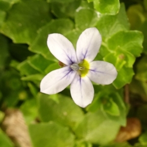 Lobelia pedunculata at Molonglo Valley, ACT - 28 Dec 2017 09:47 AM