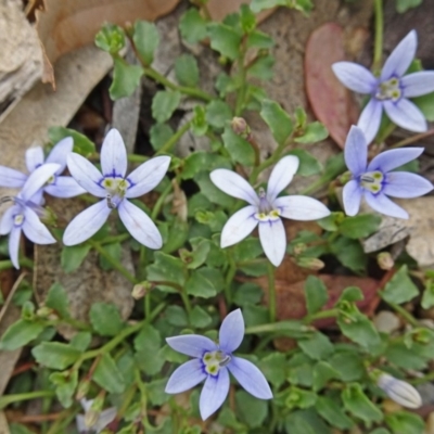 Isotoma fluviatilis subsp. australis (Swamp Isotome) at Molonglo Valley, ACT - 22 Nov 2018 by galah681