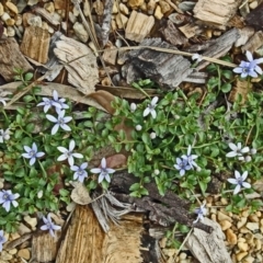 Isotoma fluviatilis subsp. australis at Molonglo Valley, ACT - 22 Nov 2018