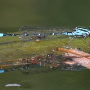 Austroagrion watsoni at Campbell, ACT - 19 Nov 2018 04:14 PM