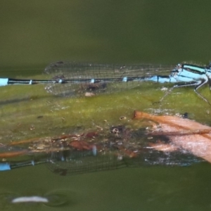 Austroagrion watsoni at Campbell, ACT - 19 Nov 2018