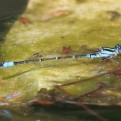 Austroagrion watsoni at Campbell, ACT - 19 Nov 2018 04:14 PM