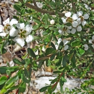 Leptospermum obovatum at Molonglo Valley, ACT - 29 Nov 2018 10:39 AM