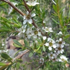 Leptospermum obovatum at Molonglo Valley, ACT - 29 Nov 2018 10:39 AM