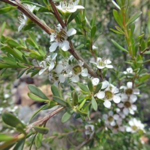 Leptospermum obovatum at Molonglo Valley, ACT - 29 Nov 2018