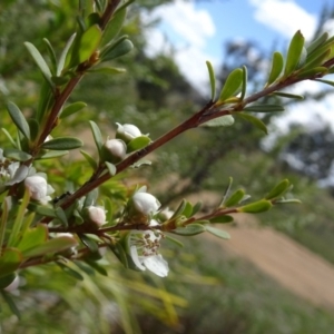 Leptospermum obovatum at Molonglo Valley, ACT - 29 Nov 2018 10:39 AM