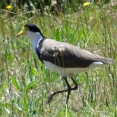 Vanellus miles (Masked Lapwing) at Molonglo Valley, ACT - 30 Nov 2017 by galah681
