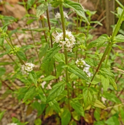 Mentha australis (River Mint) at Molonglo Valley, ACT - 27 Dec 2017 by galah681