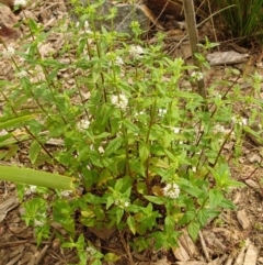 Mentha australis at Molonglo Valley, ACT - 28 Dec 2017