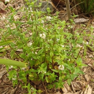 Mentha australis at Molonglo Valley, ACT - 28 Dec 2017