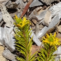 Persoonia chamaepeuce (Dwarf Geebung) at Sth Tablelands Ecosystem Park - 30 Nov 2017 by galah681