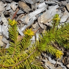 Persoonia chamaepeuce at Molonglo Valley, ACT - 30 Nov 2017