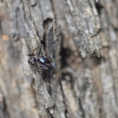 Milichiidae (family) (Freeloader fly) at QPRC LGA - 27 Oct 2018 by natureguy