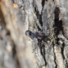 Milichiidae (family) at Wamboin, NSW - 27 Oct 2018