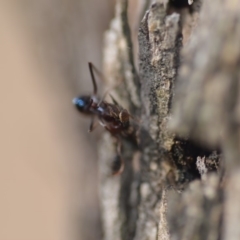 Milichiidae (family) at Wamboin, NSW - 27 Oct 2018 06:11 PM