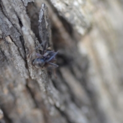 Milichiidae (family) at Wamboin, NSW - 27 Oct 2018