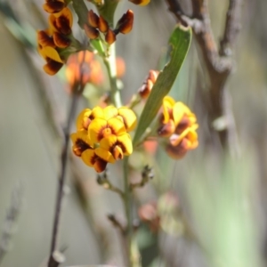 Daviesia mimosoides subsp. mimosoides at Wamboin, NSW - 27 Oct 2018 12:41 PM