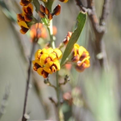 Daviesia mimosoides subsp. mimosoides at QPRC LGA - 27 Oct 2018 by natureguy