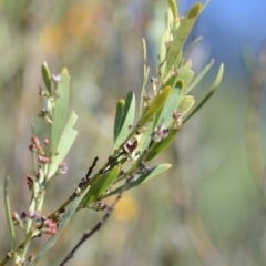 Daviesia mimosoides subsp. mimosoides at Wamboin, NSW - 27 Oct 2018 12:41 PM