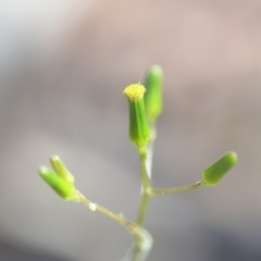 Senecio quadridentatus (Cotton Fireweed) at QPRC LGA - 27 Oct 2018 by natureguy