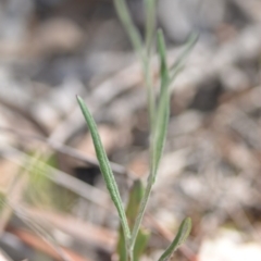 Senecio quadridentatus at Wamboin, NSW - 27 Oct 2018