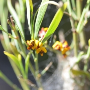 Daviesia mimosoides subsp. mimosoides at Wamboin, NSW - 27 Oct 2018