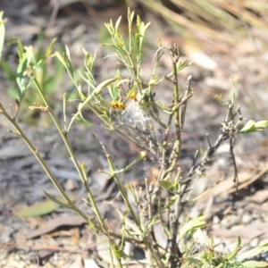 Daviesia mimosoides subsp. mimosoides at Wamboin, NSW - 27 Oct 2018