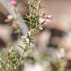 Lissanthe strigosa subsp. subulata (Peach Heath) at QPRC LGA - 27 Oct 2018 by natureguy