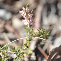 Lissanthe strigosa subsp. subulata at Wamboin, NSW - 27 Oct 2018 12:33 PM