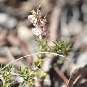 Lissanthe strigosa subsp. subulata at Wamboin, NSW - 27 Oct 2018