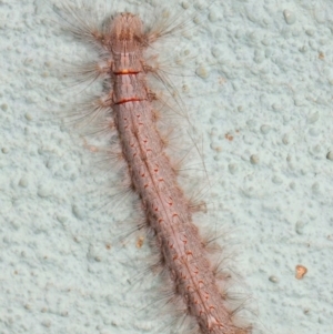 Lasiocampidae (family) at Canberra Central, ACT - 21 Nov 2018