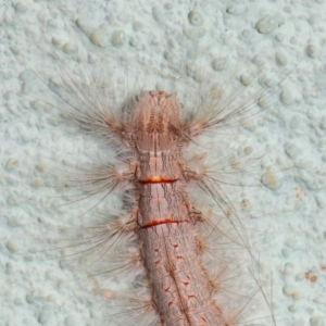 Lasiocampidae (family) at Canberra Central, ACT - 21 Nov 2018