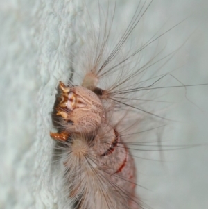 Lasiocampidae (family) at Canberra Central, ACT - 21 Nov 2018