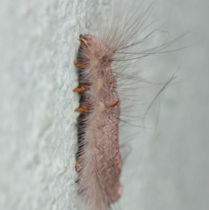 Lasiocampidae (family) at Canberra Central, ACT - 21 Nov 2018