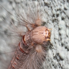 Lasiocampidae (family) at Canberra Central, ACT - 21 Nov 2018