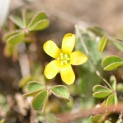 Oxalis perennans (Grassland Wood Sorrel) at QPRC LGA - 27 Oct 2018 by natureguy