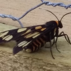 Amata nigriceps (Tiger moth) at Bawley Point, NSW - 22 Nov 2018 by GLemann