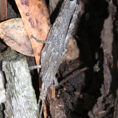 Coryphistes ruricola (Bark-mimicking Grasshopper) at Mount Ainslie - 21 Nov 2018 by jb2602