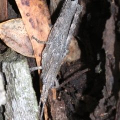 Coryphistes ruricola (Bark-mimicking Grasshopper) at Majura, ACT - 21 Nov 2018 by jbromilow50