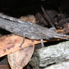 Coryphistes ruricola at Majura, ACT - 21 Nov 2018 01:56 PM