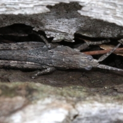 Coryphistes ruricola at Majura, ACT - 21 Nov 2018 01:56 PM