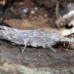 Coryphistes ruricola at Majura, ACT - 21 Nov 2018 01:56 PM