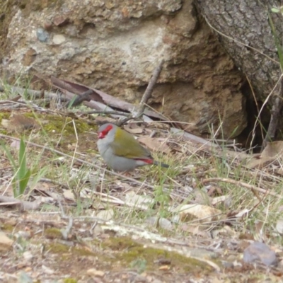 Neochmia temporalis (Red-browed Finch) at Hughes, ACT - 23 Nov 2018 by JackyF