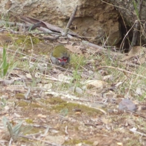 Neochmia temporalis at Hughes, ACT - 23 Nov 2018