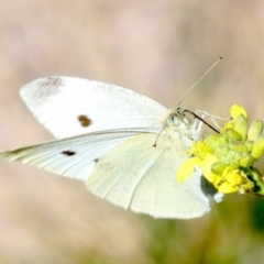 Pieris rapae (Cabbage White) at Acton, ACT - 19 Nov 2018 by jb2602