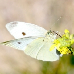 Pieris rapae (Cabbage White) at Lake Burley Griffin West - 19 Nov 2018 by jbromilow50