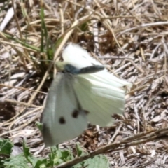 Pieris rapae at Acton, ACT - 19 Nov 2018 02:23 PM