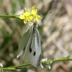 Pieris rapae at Acton, ACT - 19 Nov 2018 02:23 PM